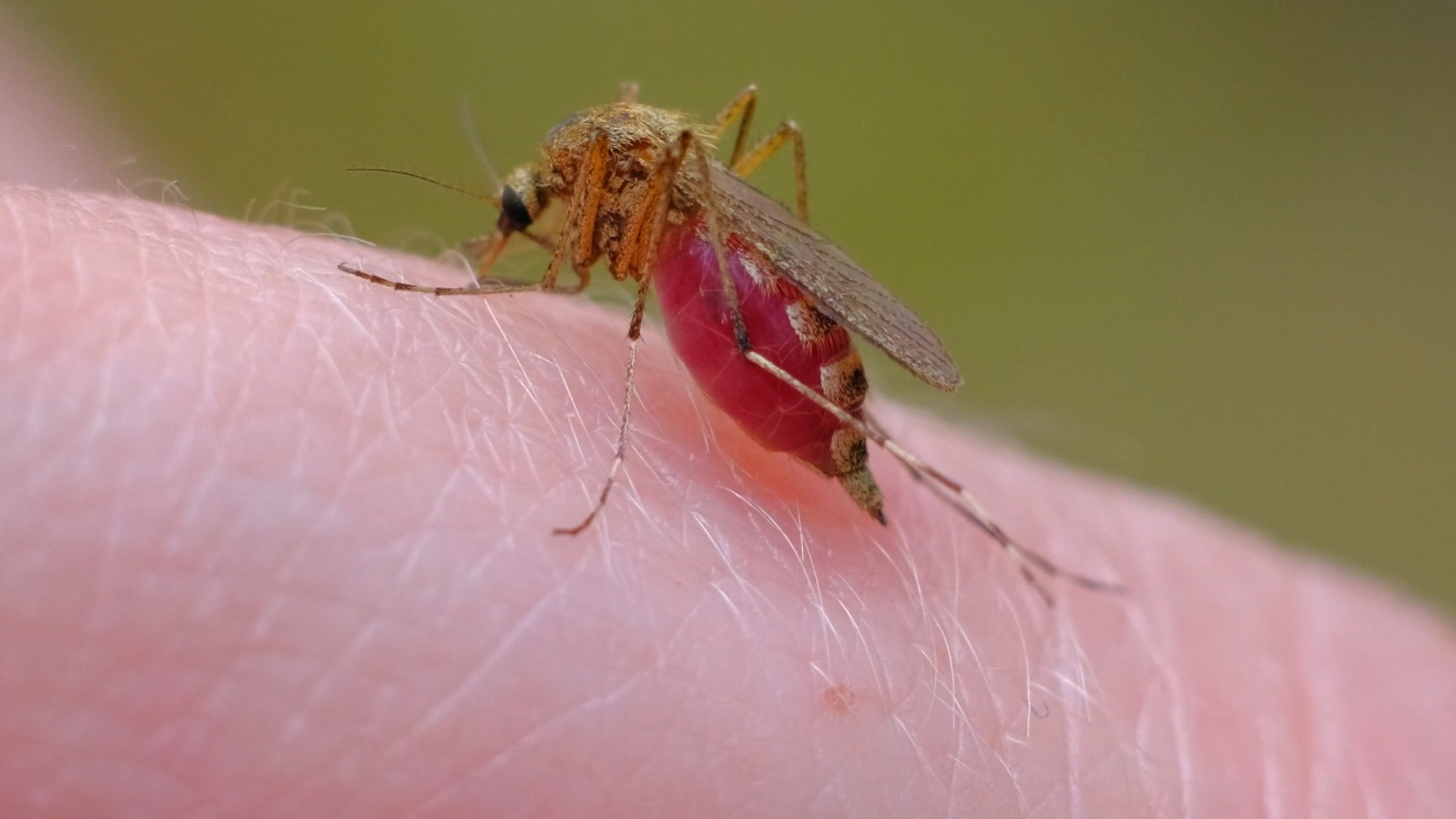 More Worcester County mosquito pools test positive for EEE